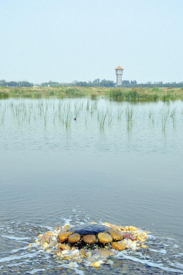 4700亩人工湿地为马踏湖做“透析” 实现劣五类水向三类水的跨越